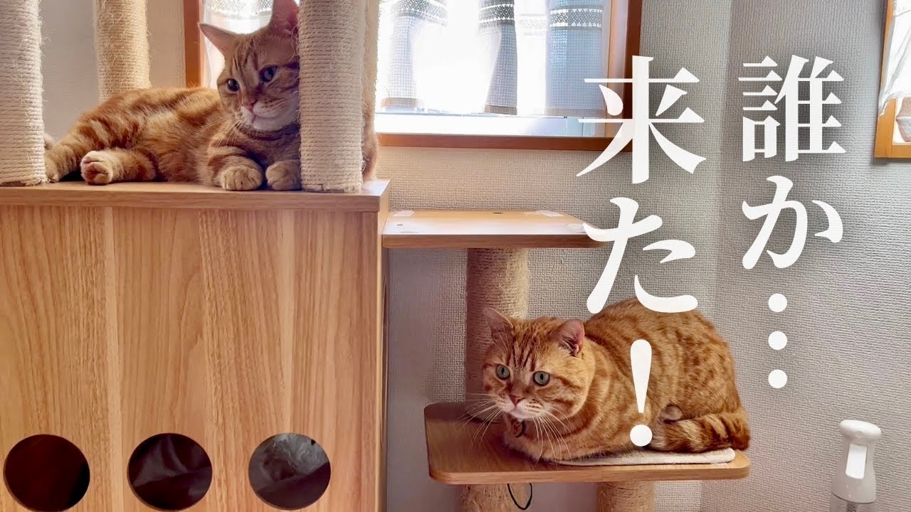 みゅうちゃんのお友達がやってきた...！ #猫 #マンチカン