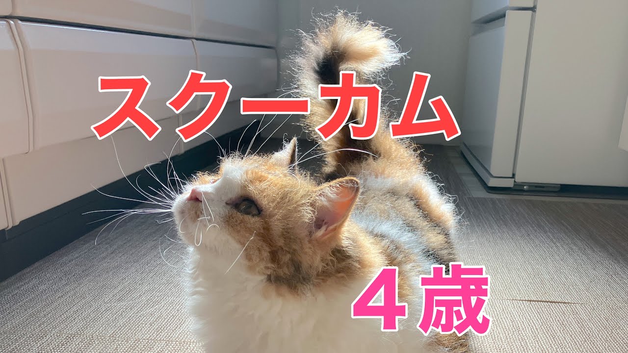 【スクーカムのネネちゃん】４歳の誕生日