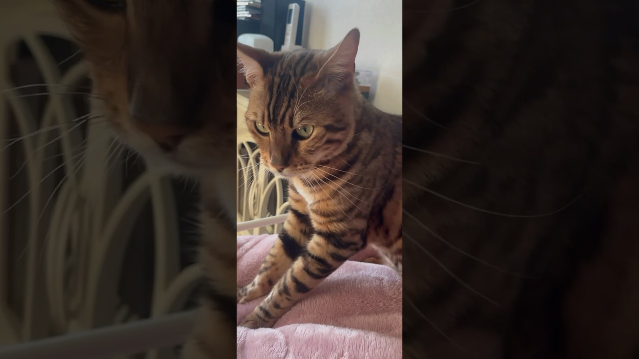 シンタローくんのノンビリフミフミ😻😻#cat cat #ベンガル #bengalcat #オシキャット #kitten #癒し動画#ふみふみ