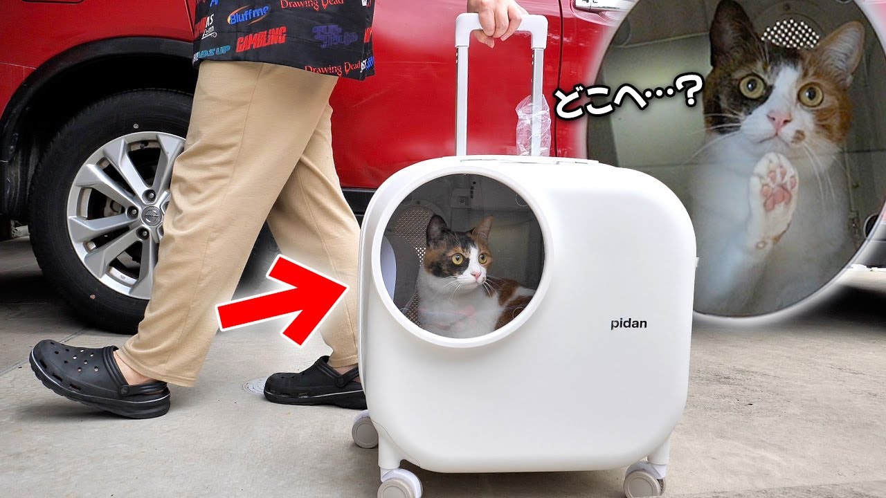 ついに猫はスーツケースに入れて運ぶ時代になってしまったらしい。あとロビンの鳴き声が犬になった件について。