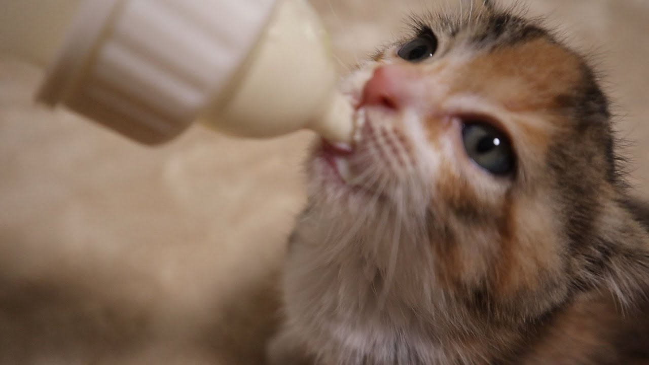 【保護子猫】ミルクが大好きすぎる子猫がこちらです