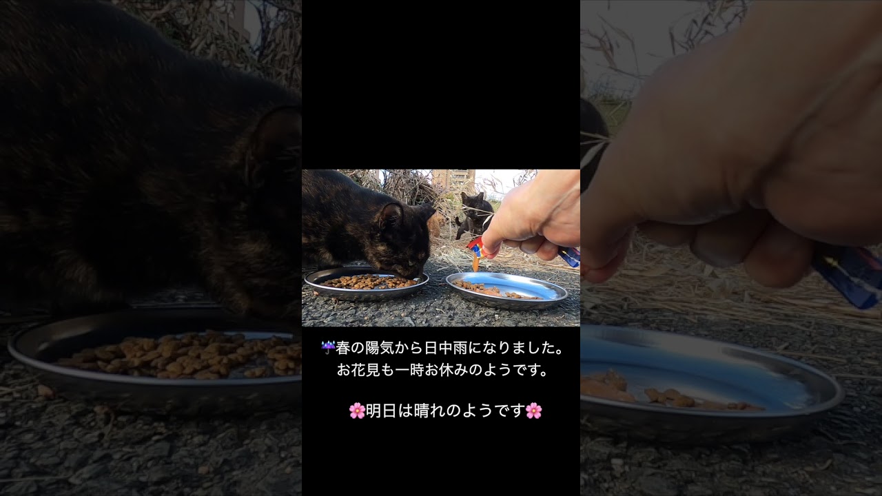 地域猫　さび猫さん　猫さん大集合の食事　Rust cat, brown cat, pheasant cat - large gathering of cats　Vol.768 #cat