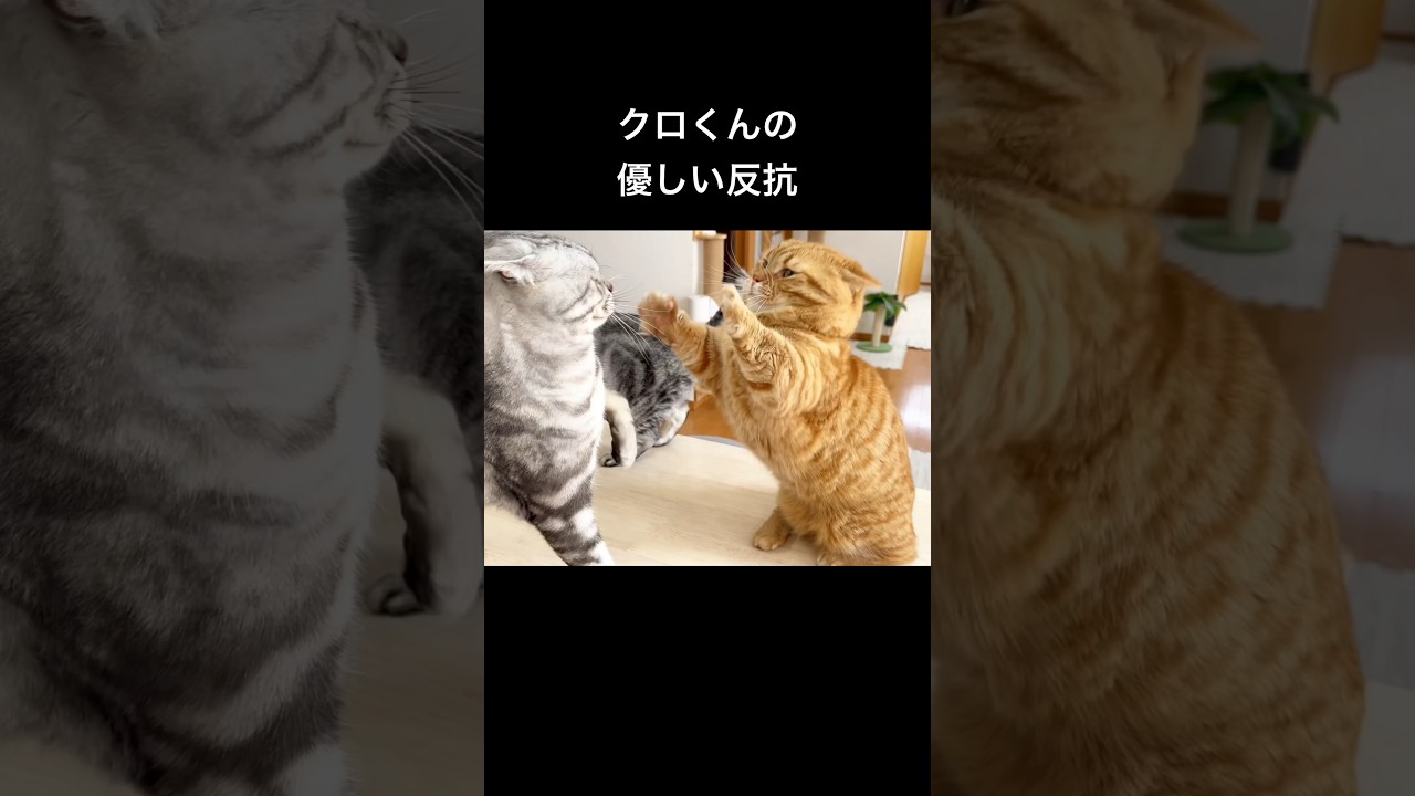 息子猫の反撃が優しすぎる！ #猫 #マンチカン #shorts