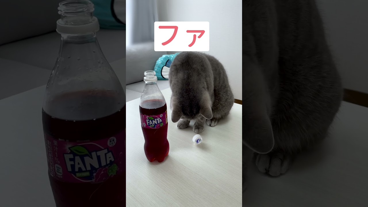 #猫 #ねこ #ブリティッシュショートヘア #スコティッシュフォールド #可愛い猫 #猫動画 #cat