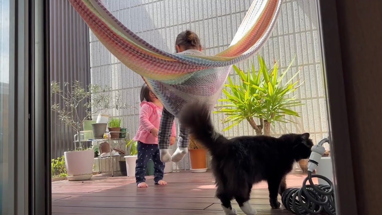 ハンモックに集まる猫　ノルウェージャンフォレストキャット　ラガマフィンCats gathering in a hammock. Norwegian Forest Cat. Ragamuffin.