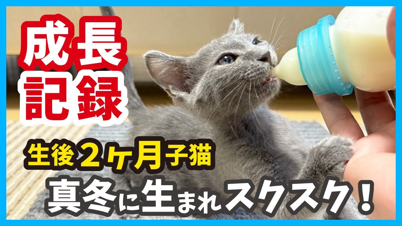 【子猫の成長記録】生後10日で保護した子猫が可愛く成長！生後２ヶ月の様子をお届けします。（冬55）