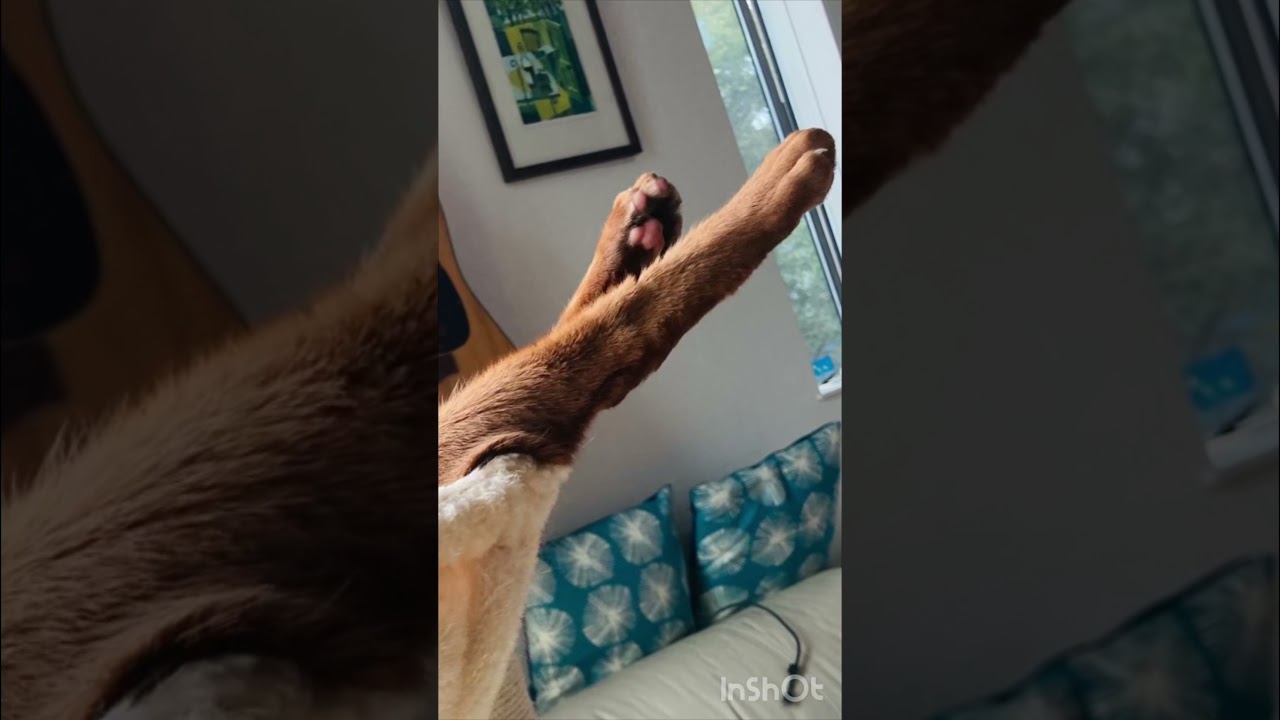 あったかくなってきましたね〜♪#猫＃こころ#アビシニアン＃レッド#cat#abyssinian#red