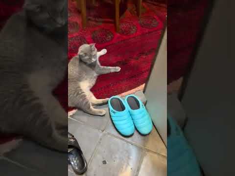 #風の猫　朝..　８時半に家を出て..　９時半に戻ってきた猫…　#shorts