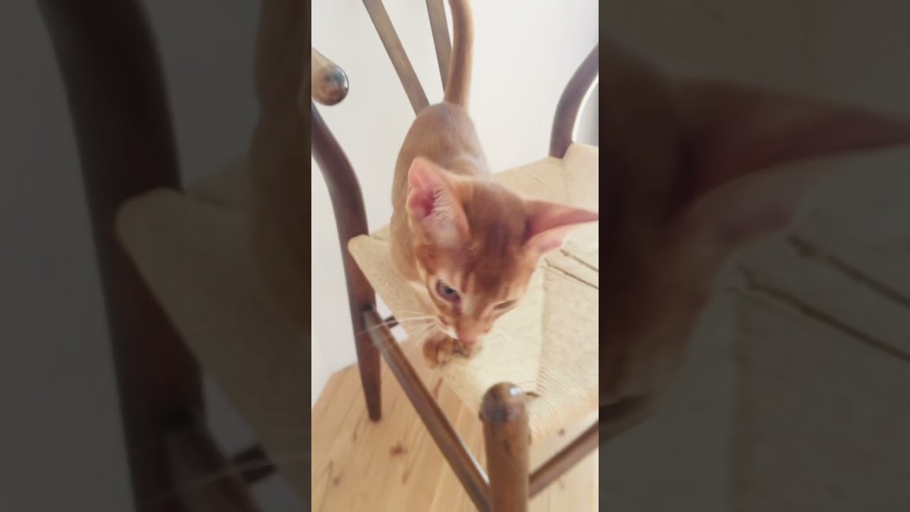 ハットリくん！？#猫＃こころ#アビシニアン＃レッド#cat#abyssinian#red