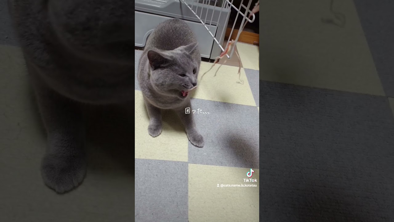 食べ方を学習する賢い猫！シャルトリュー！(A smart cat learning how to eat! Chartreux!)