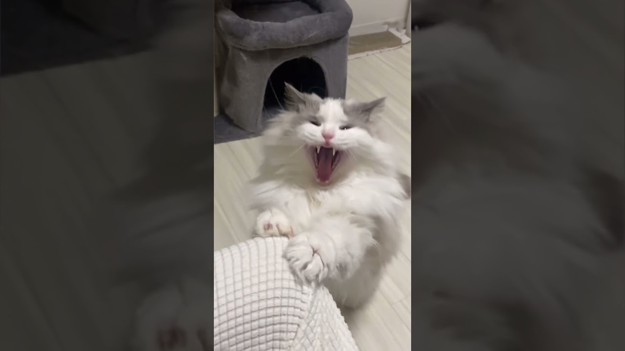 あくび猫#ねこ#ラグドール #ラガマフィン