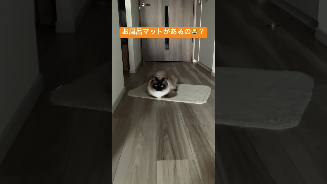 ねこさんあるある #ragdoll #cats #shorts #ラグドール #ねこのいる暮らし #ねこあるある #癒し #ショート