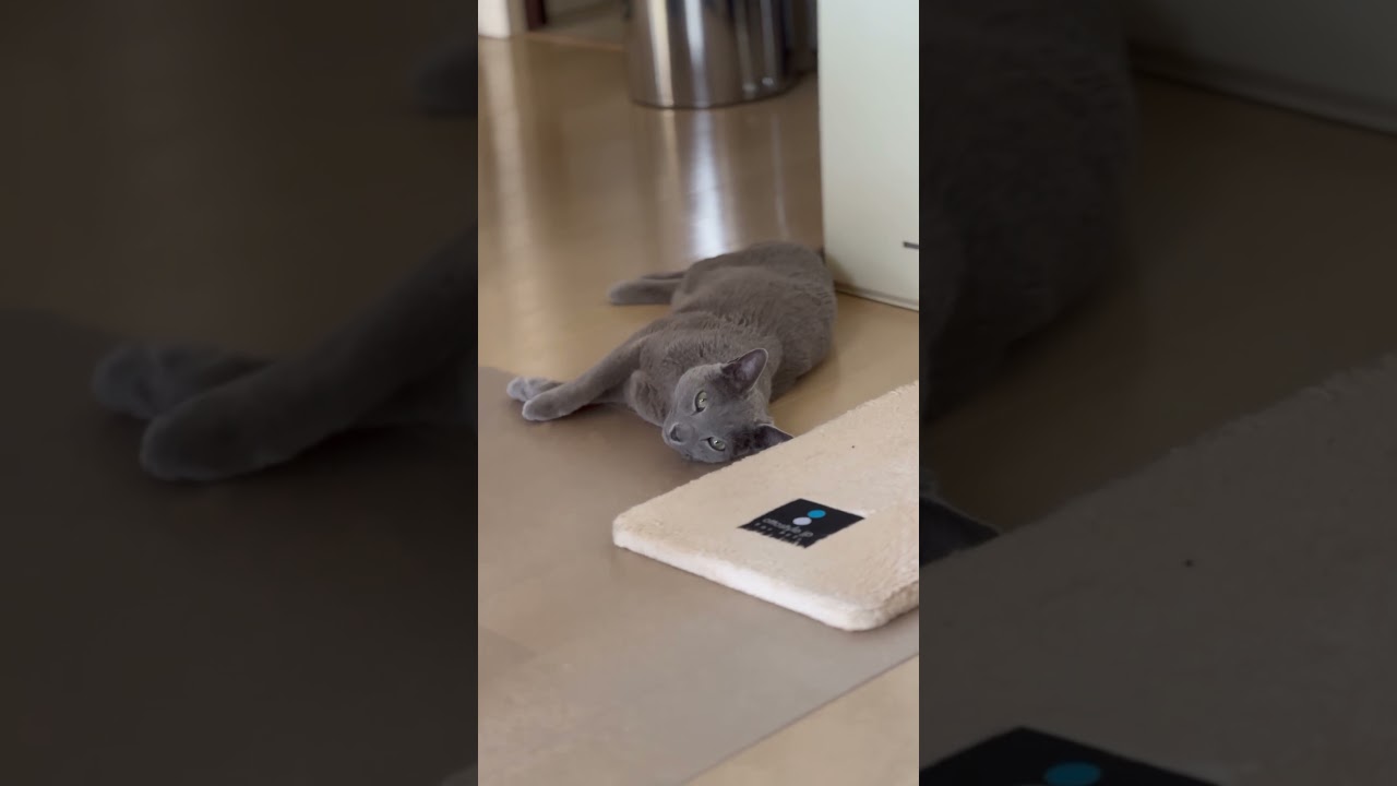 ウィルの毎日 #290 ぬぼ〜。 #ロシアンブルー #RussianBlue
