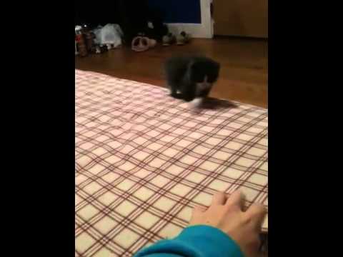 Adorable and tailless