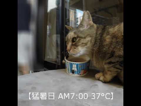 【Extremely Hot Day】1 #shorts