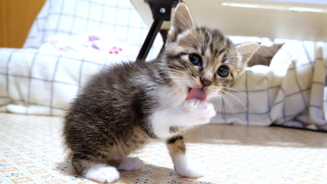 鳴いておねだりするのに食べてくれない子猫に最強におやつで挑んでみました【赤ちゃん猫　保護猫】