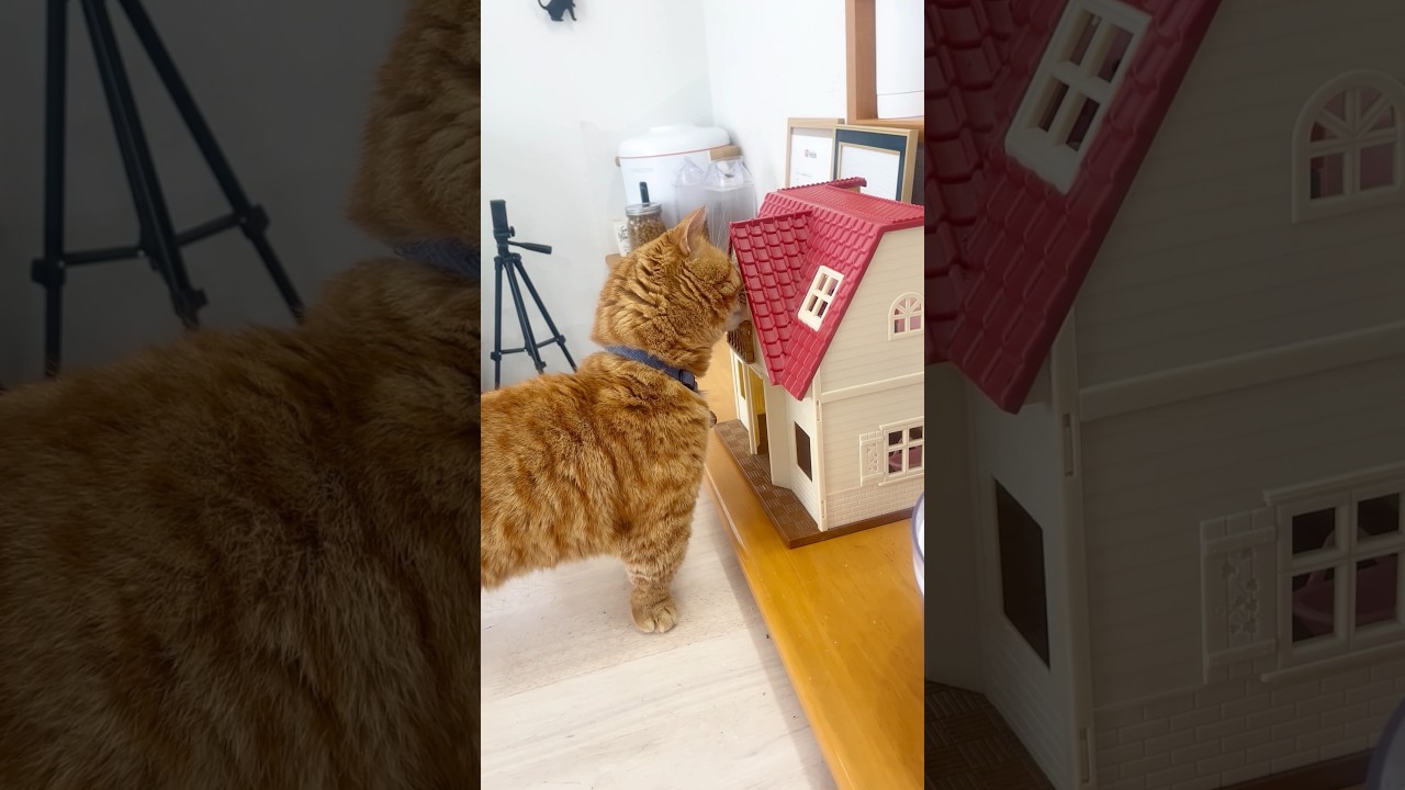 進撃の巨猫、民家を襲う！ #猫 #マンチカン #shorts