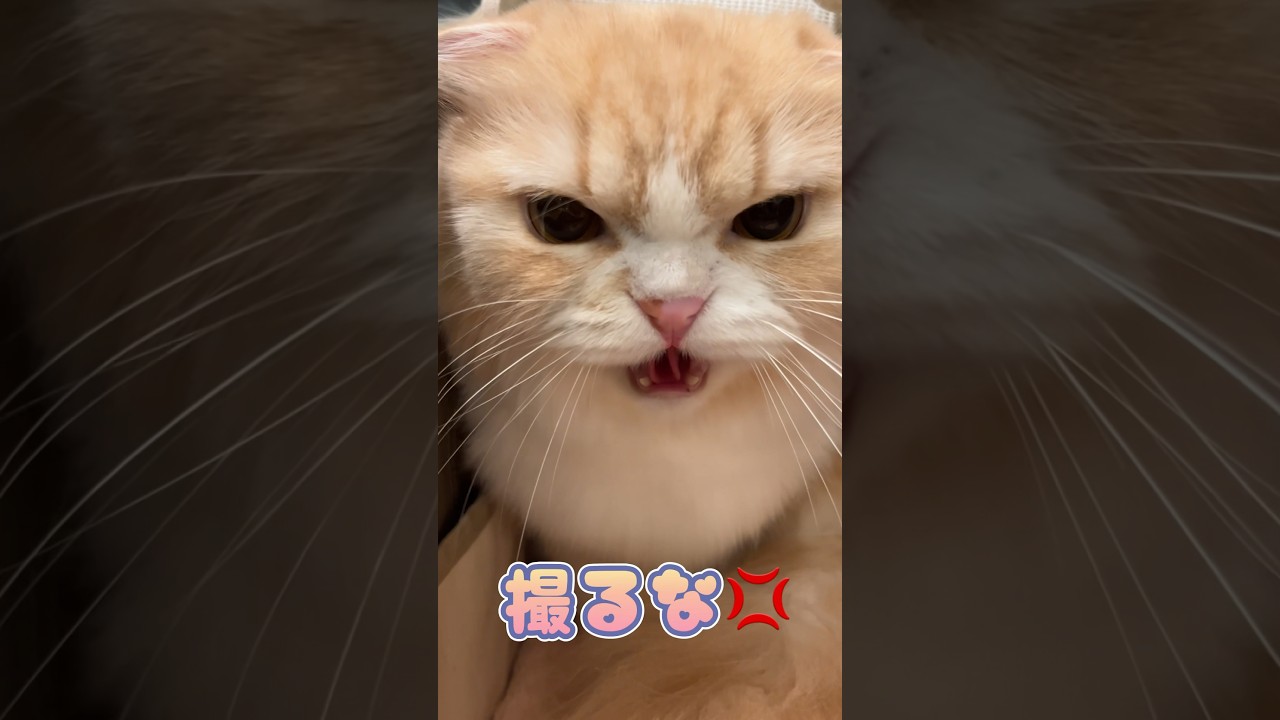 トリミング後不機嫌になるスコティッシュフォールド