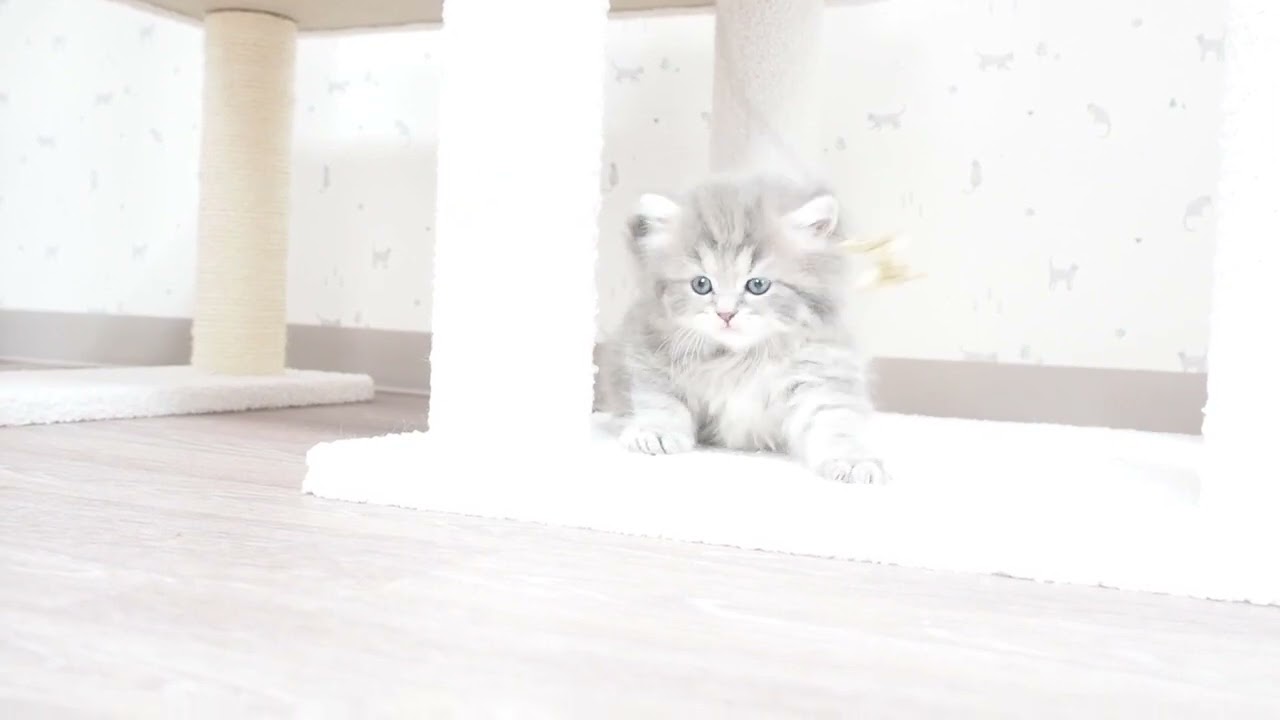 マンチカン 毛質良し、丸顔、母親チャンピオン　ブルータビー（ロングヘアー）