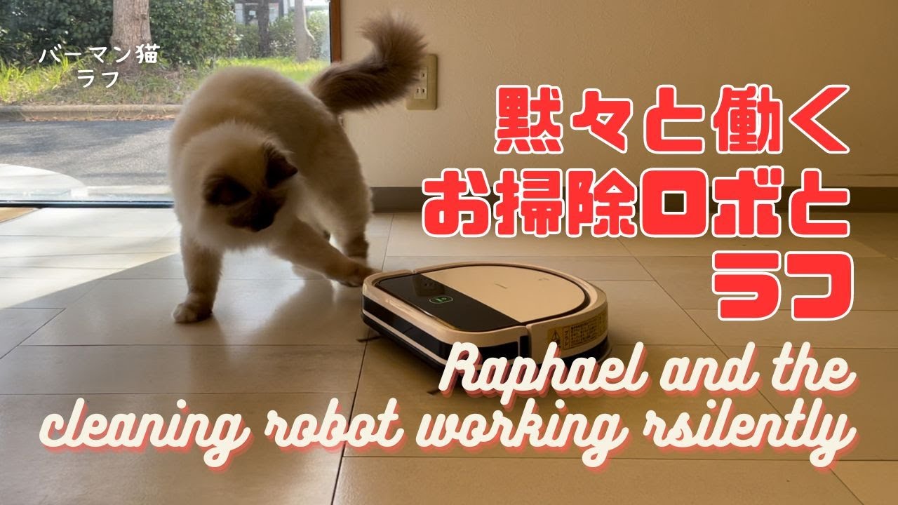 バーマン猫ラフ【黙々と働くお掃除ロボとラフ】Raphael and the cleaning robot working rsilently（バーマン猫）Birman/Cat