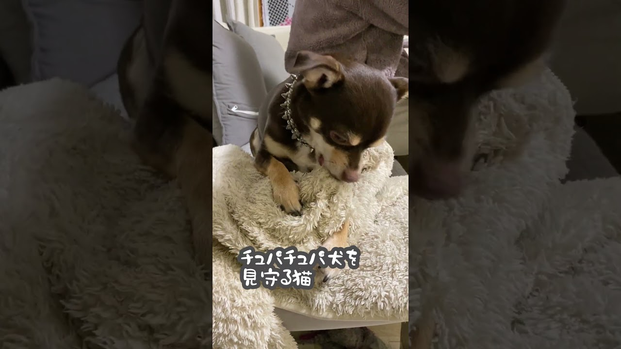 チュパチュパ犬を見守る猫 #shorts  #アビシニアン #チワワ #犬と猫のいる暮らし