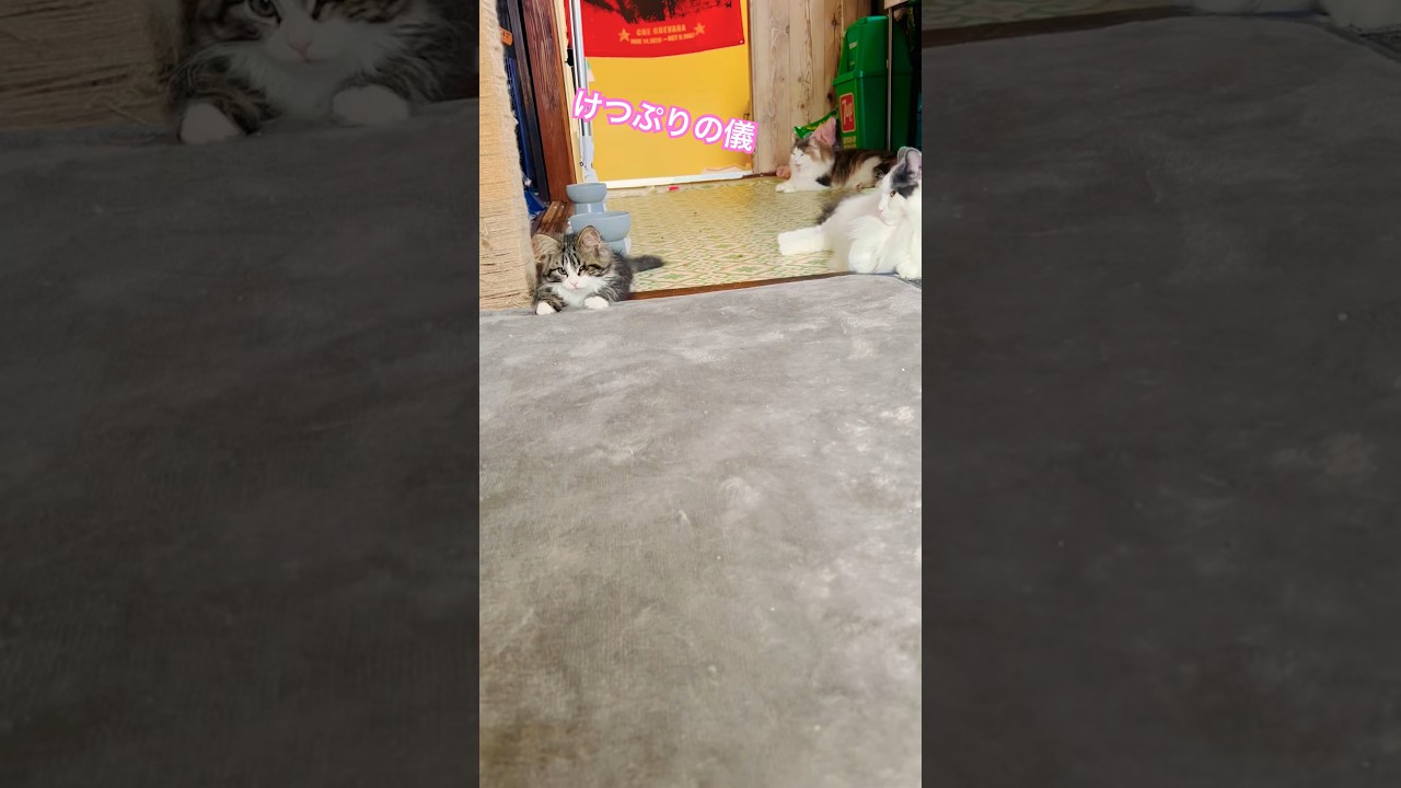 かためのばぶちゃん#cat #サイベリアン#メインクーン#アメリカンカール#ハンデキャップ#こねこ