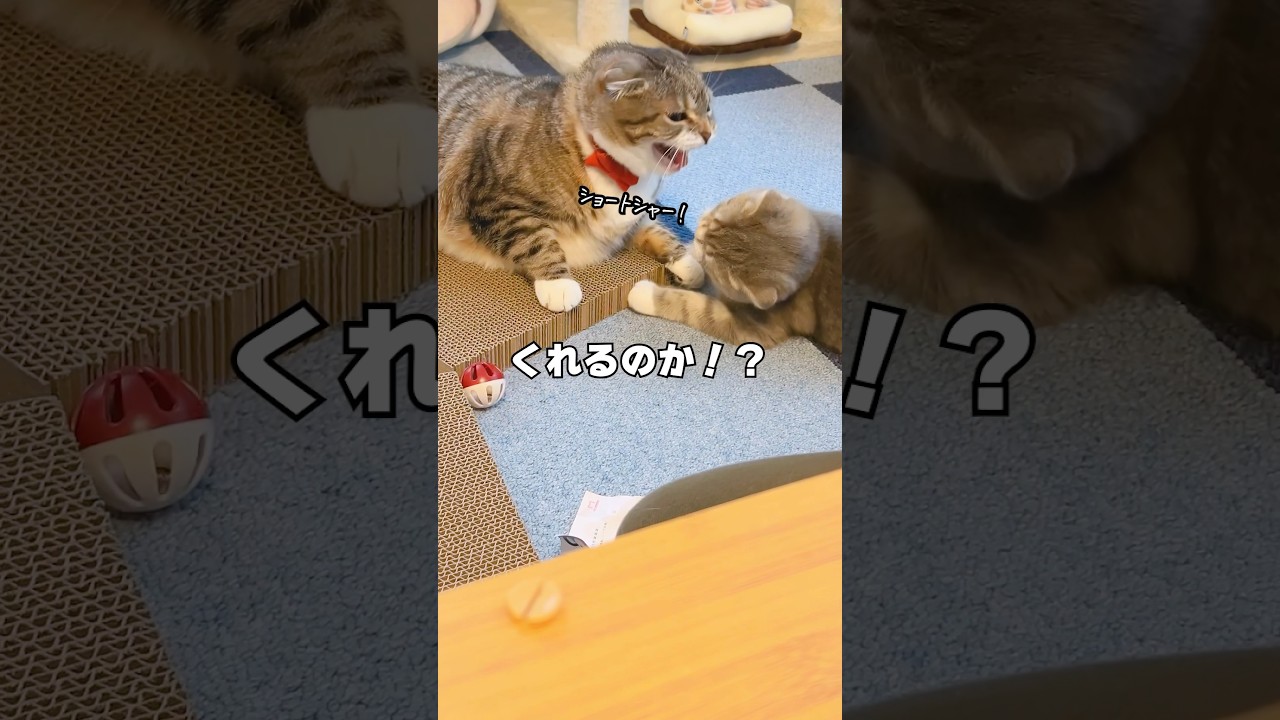激安の木製キャットトンネルハウスを衝動買いした飼い主の末路がコチラ…🤣🤣🤣 #猫