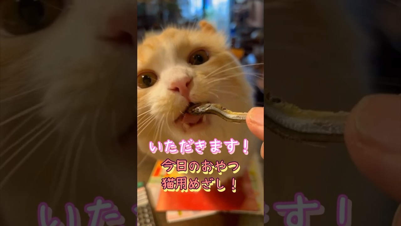 【キンカロー】本日のおやつは猫用めざ～し！【マンチカール】