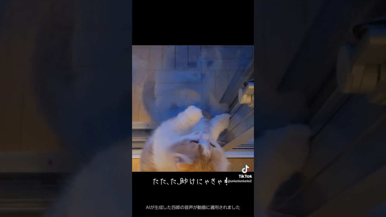 助けにゃきゃ！ #猫のいる暮らし #ラガマフィン #shorts
