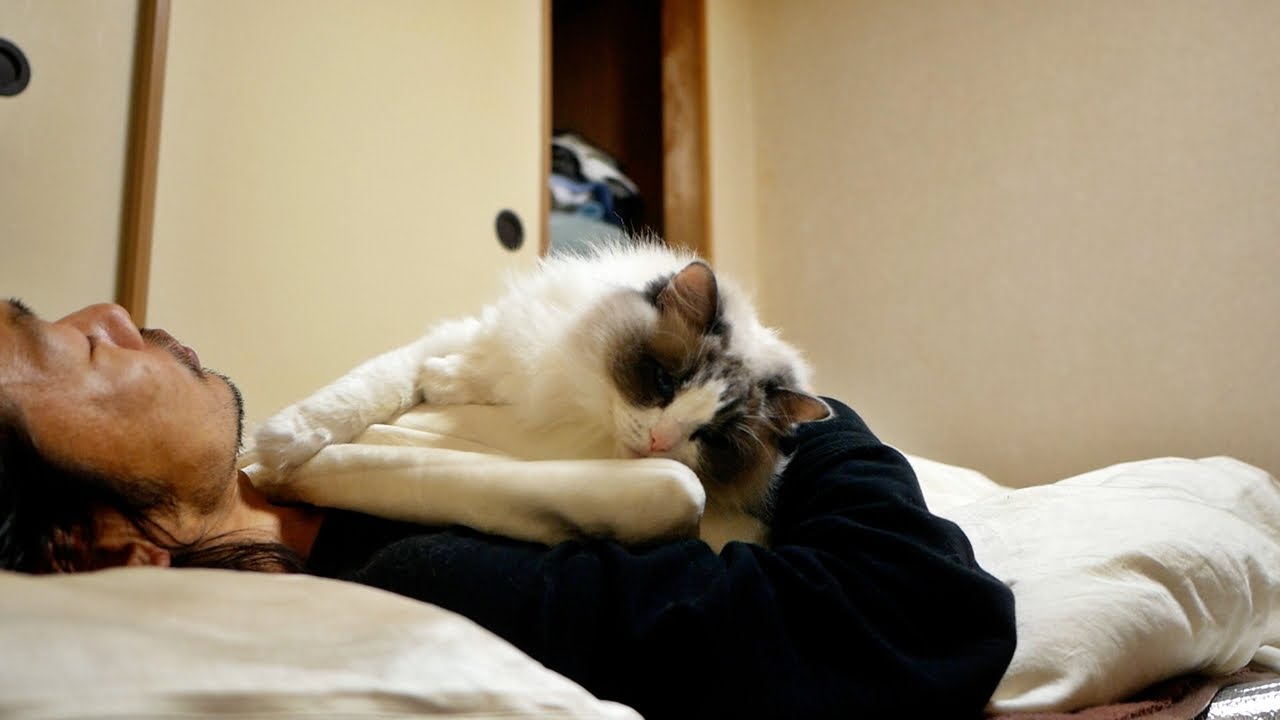 独身をこじらせた貧乏男と一緒に寝ようとする優しい性格のラグドールのんちゃん。