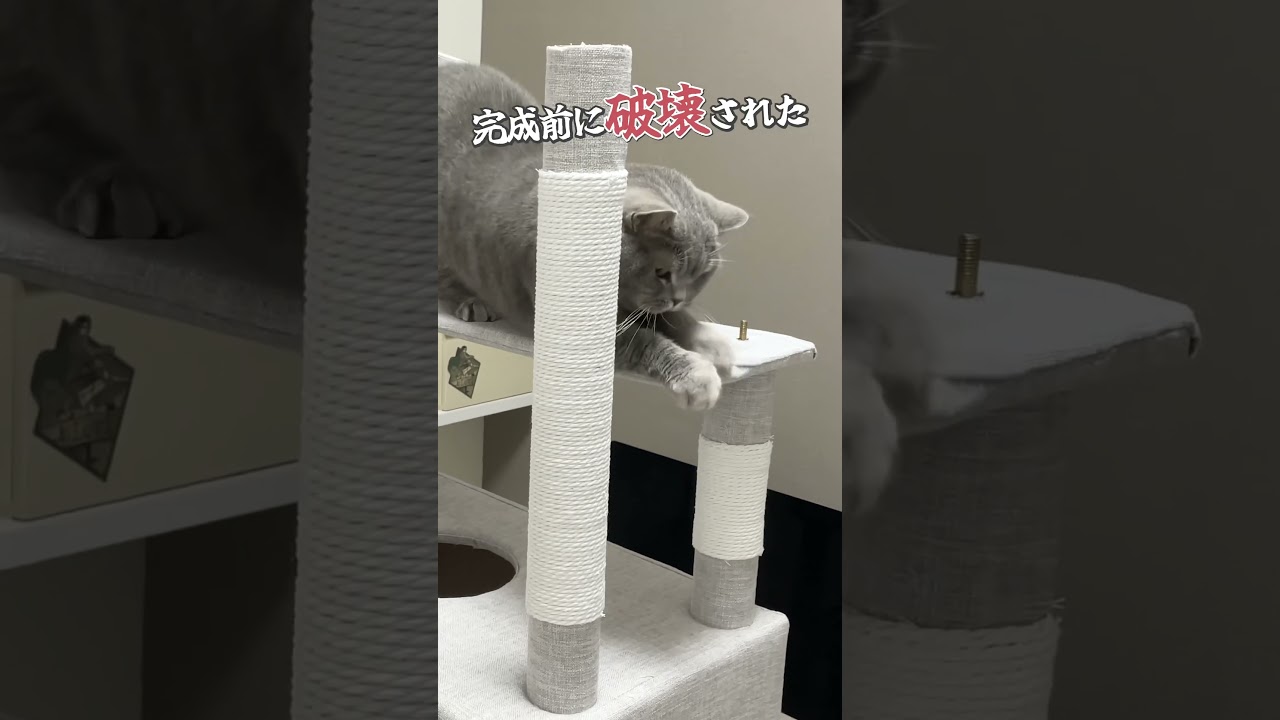 #猫 #ねこ #ブリティッシュショートヘア #スコティッシュフォールド #可愛い猫 #猫動画 #cat
