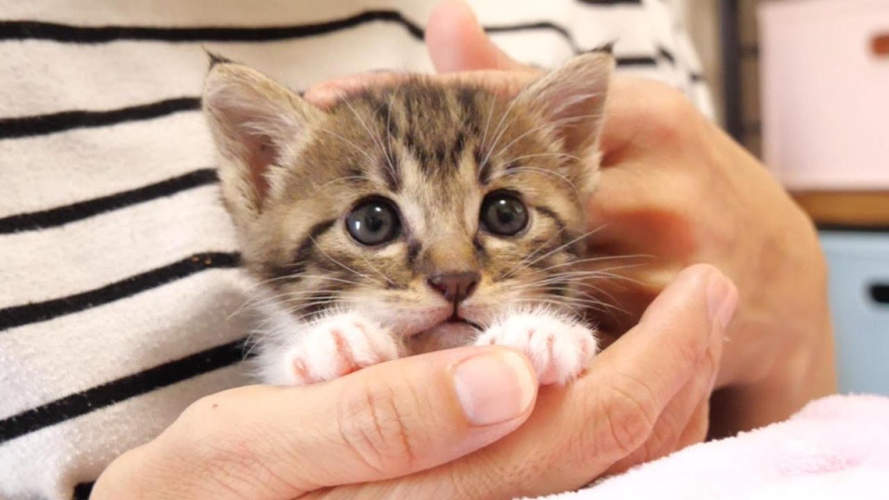 ママの手に隠れた子猫が、お友達を見つけてソファーで暴れまくる【赤ちゃん猫　保護猫】