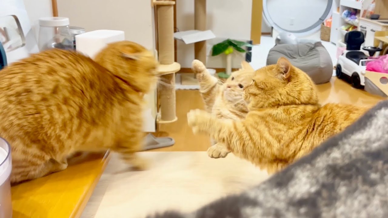 マンチカンのパンチは3人で撃ち合っても一発も当たらない #猫 #マンチカン