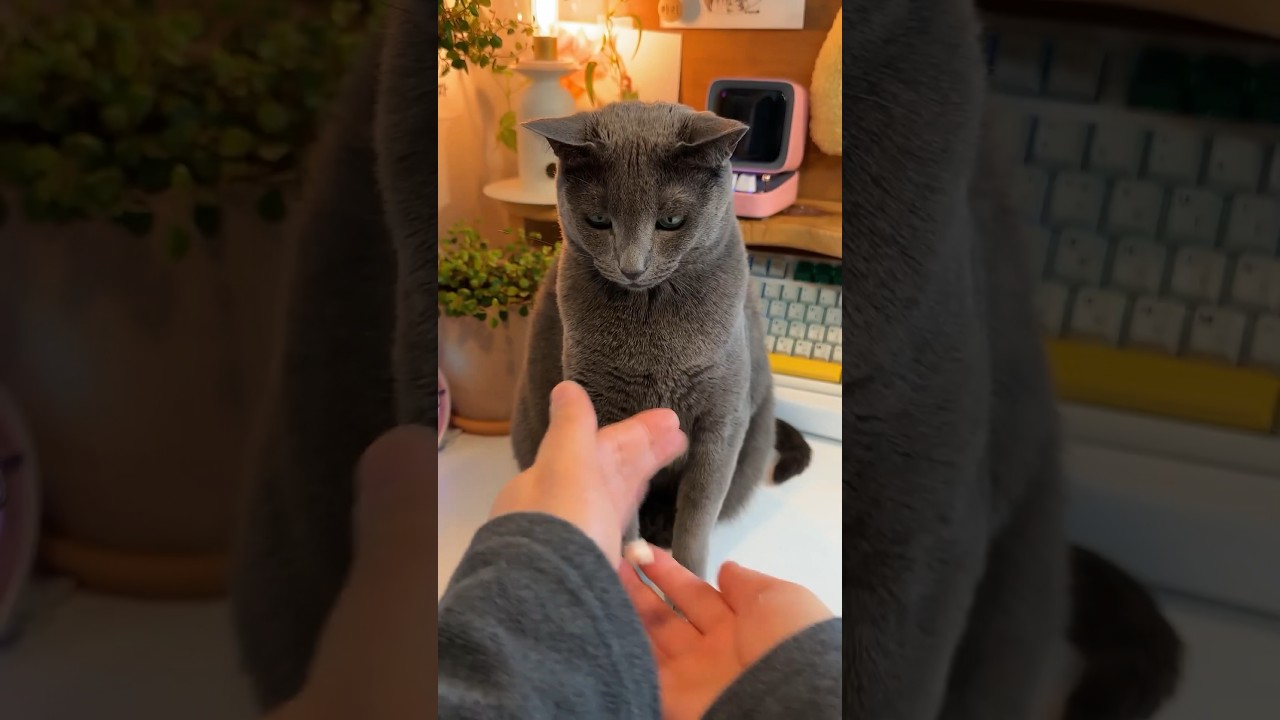 꾹~욱 눌리고 간식 먹어요 #cat #야바위