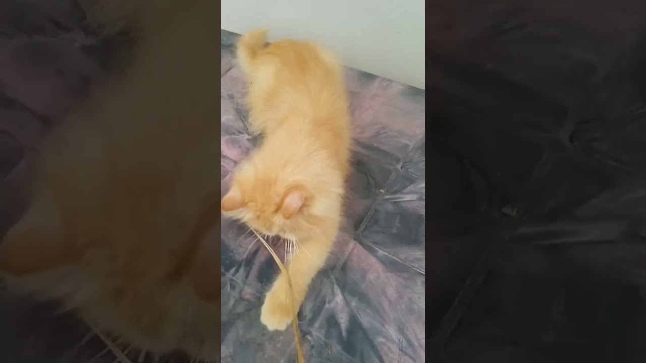 Brown Cat... Aaraf Pet's House Mau 9569047519