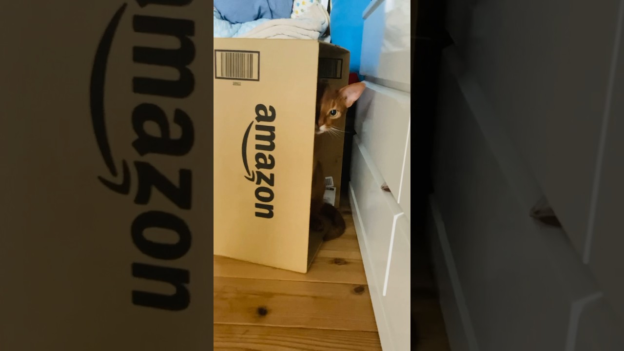 アマゾンの奥地にて#猫＃こころ#アビシニアン＃レッド#cat#abyssinian#red#アマゾン#Amazon＃ダンボール
