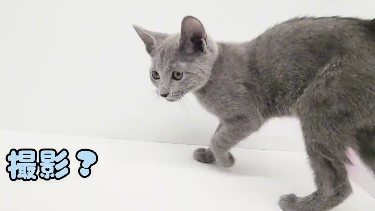 【ロシアンブルー】高井戸1の甘えんぼキャット！