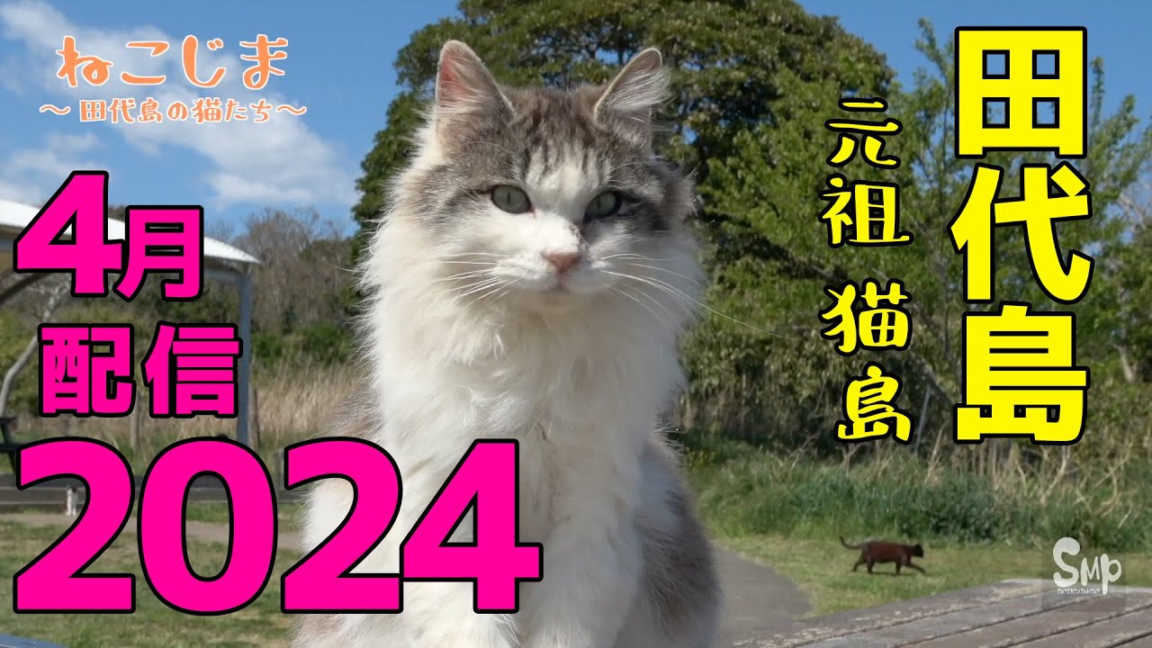 田代島・ねこ動画集『ねこじま』より 抜粋