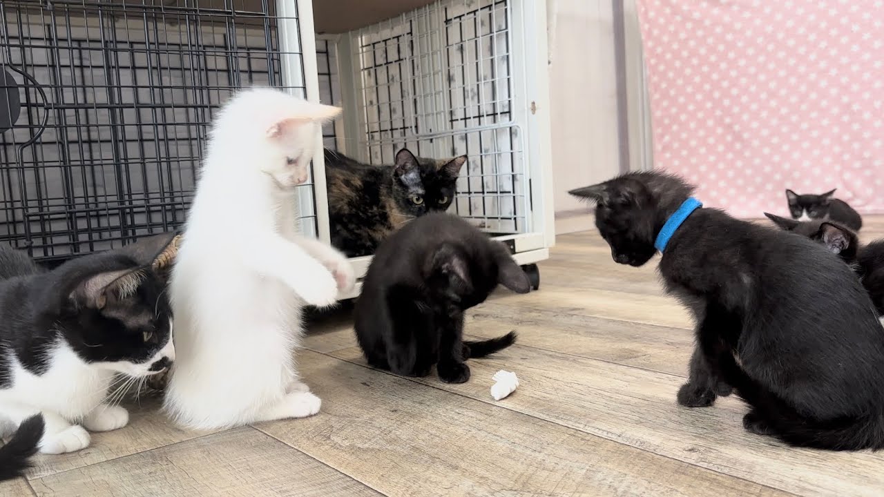 動く虫型おもちゃでパニックになる子猫と盛り上がる子猫【ポノfam物語#47】Kittens playing with a toy shaped like a bug.