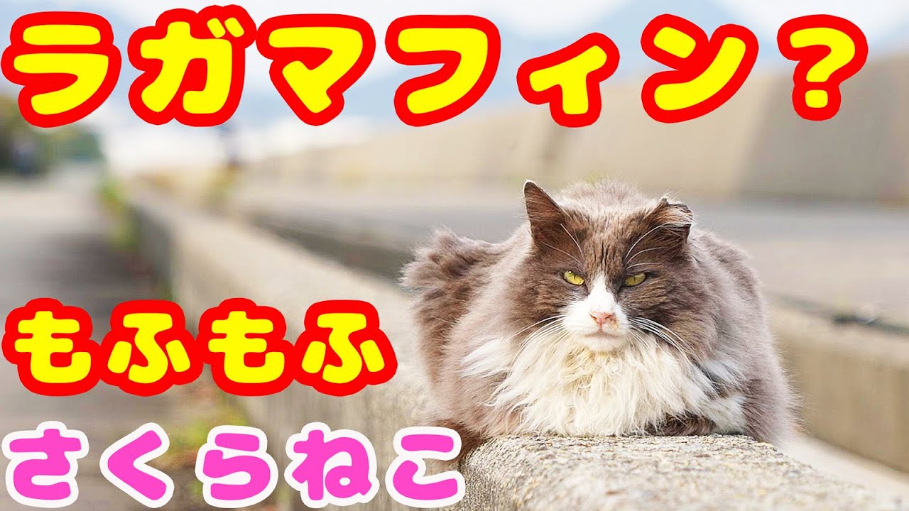 ラガマフィン？みたいなモフモフすぎるさくらねこがやっとご飯を食べてくれた 地域猫ボランティアさん急逝後に火事エリア 癒され野良猫動画