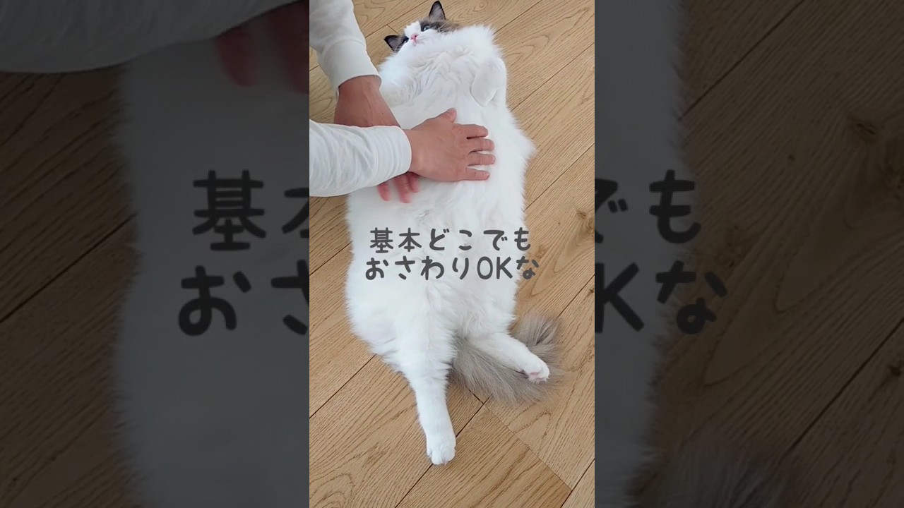 おなか撫でて〜超甘えん坊ラグドール♡ #ヘソ天猫 #cat #ラグドール #ねこ #ragdoll #へそ天 #猫のいる暮らし #かまってアピール #cute #甘えん坊猫
