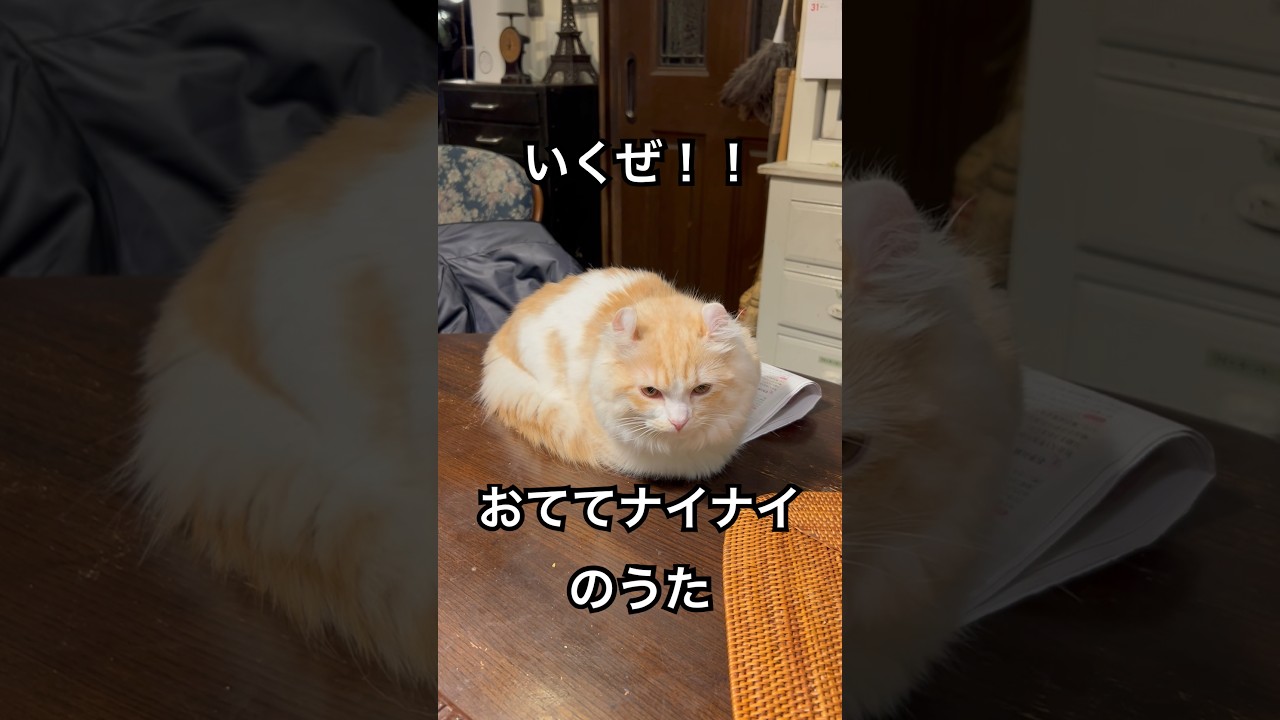 【キンカロー】いくぜ！おててないないの歌！【マンチカール】
