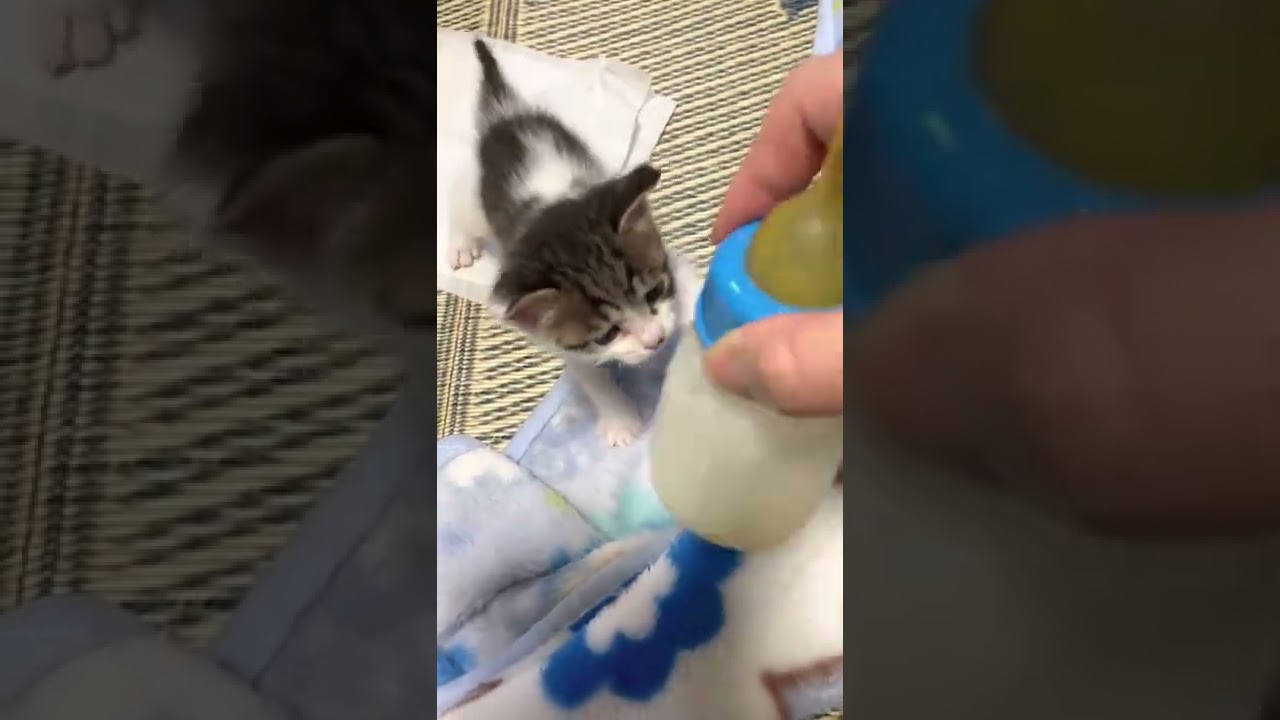 子猫のミルクくれくれ攻撃　#shorts
