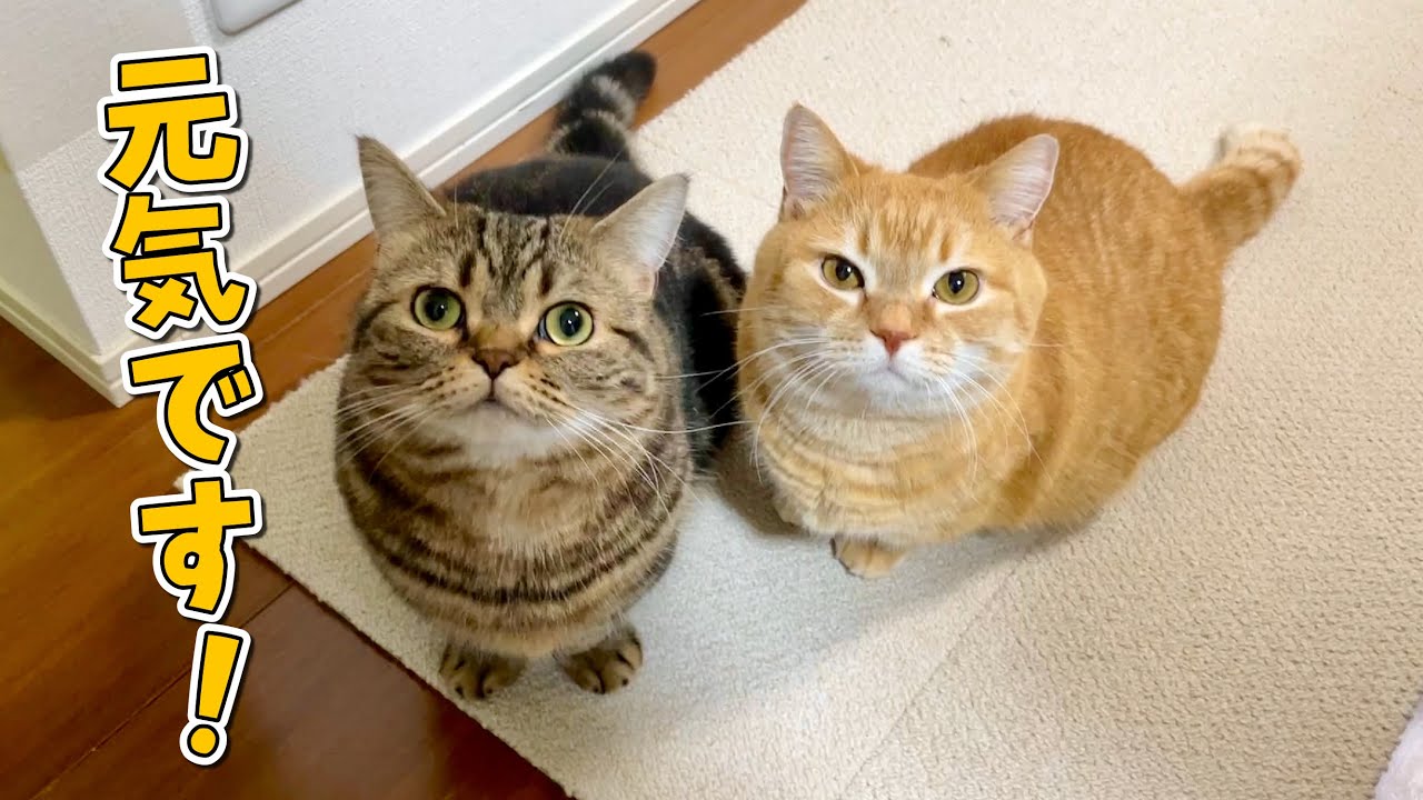 最近動画の投稿頻度が減ってない？について…