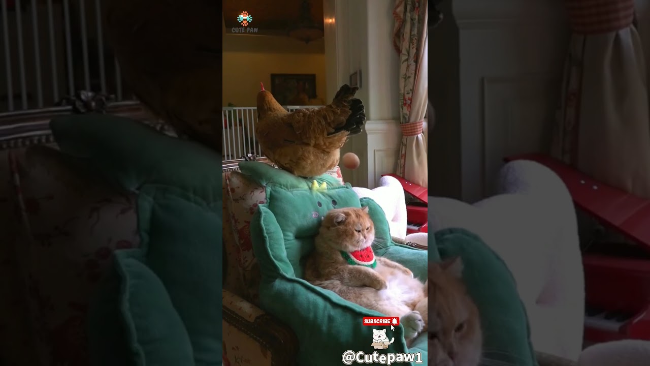 hen laying eggs on brown cat funny video 🐔🥚🐱🐈 #cat #cutepet #cute #viral #cuteanimal #shorts #funny