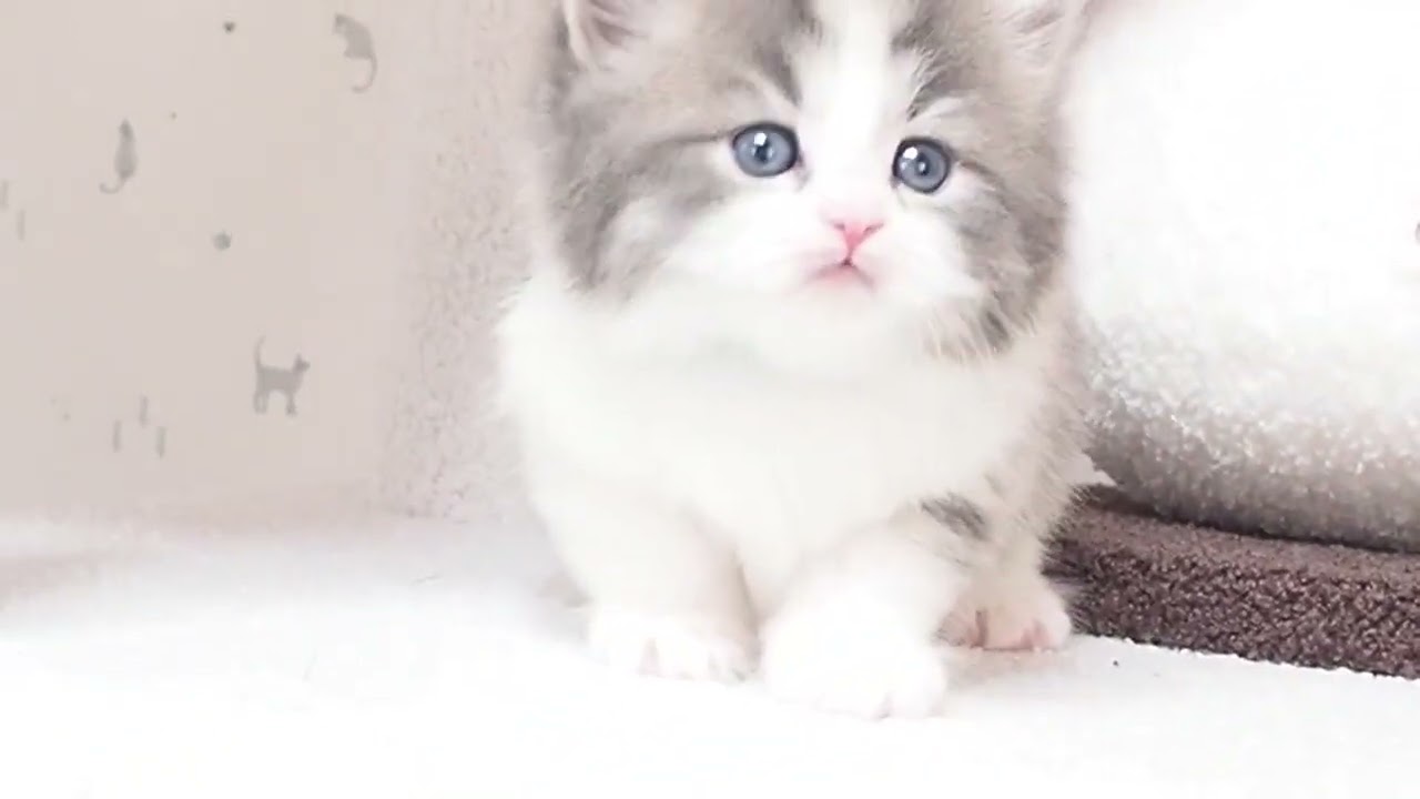 マンチカン 毛質良し、丸顔、母親チャンピオン　ブルータビー&ホワイト（ロングヘアー）