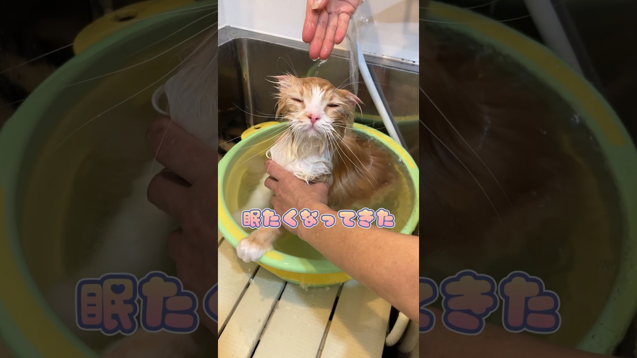 打たせ湯で寝ちゃいそうになるスコティッシュフォールド