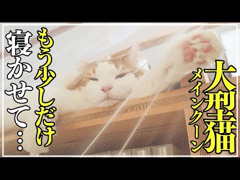二度寝する猫が可愛すぎました。【大型猫メインクーン】