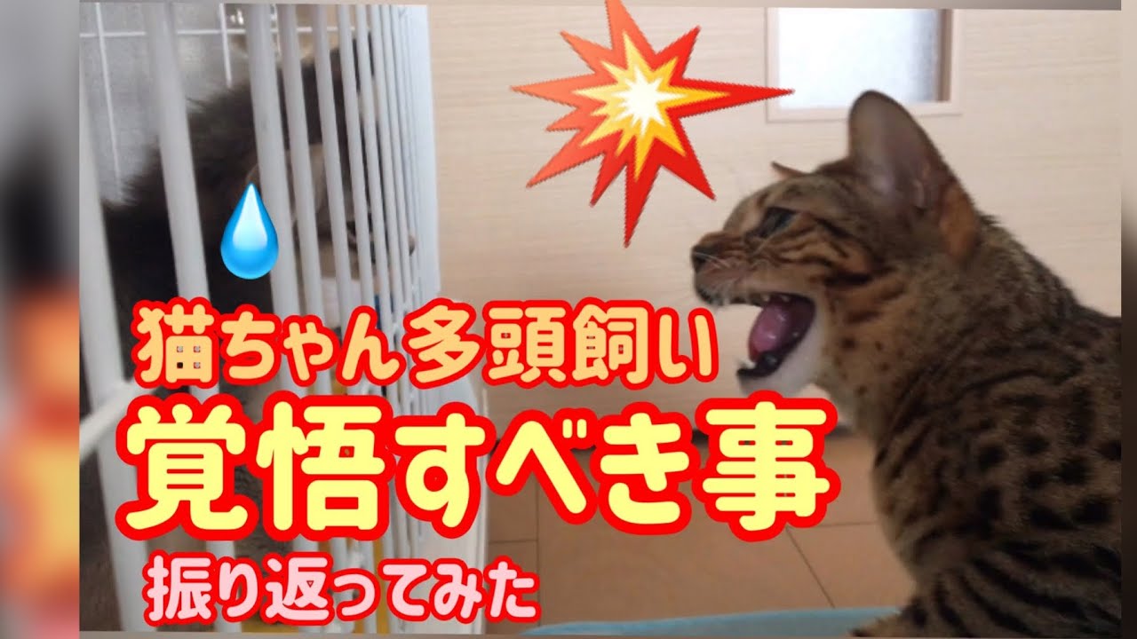 【ベンガル猫、ソマリ】先住猫、新入り子猫の出会いを振り返る！