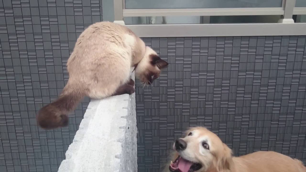 ゴールデンレトリバーとシャム猫１